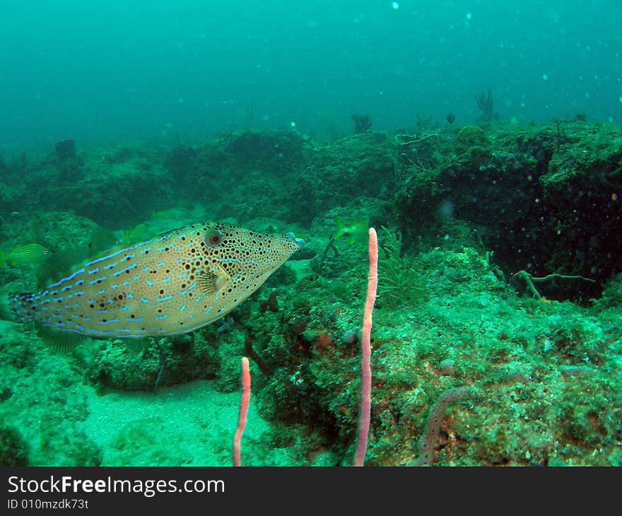 Filefish in south Florida