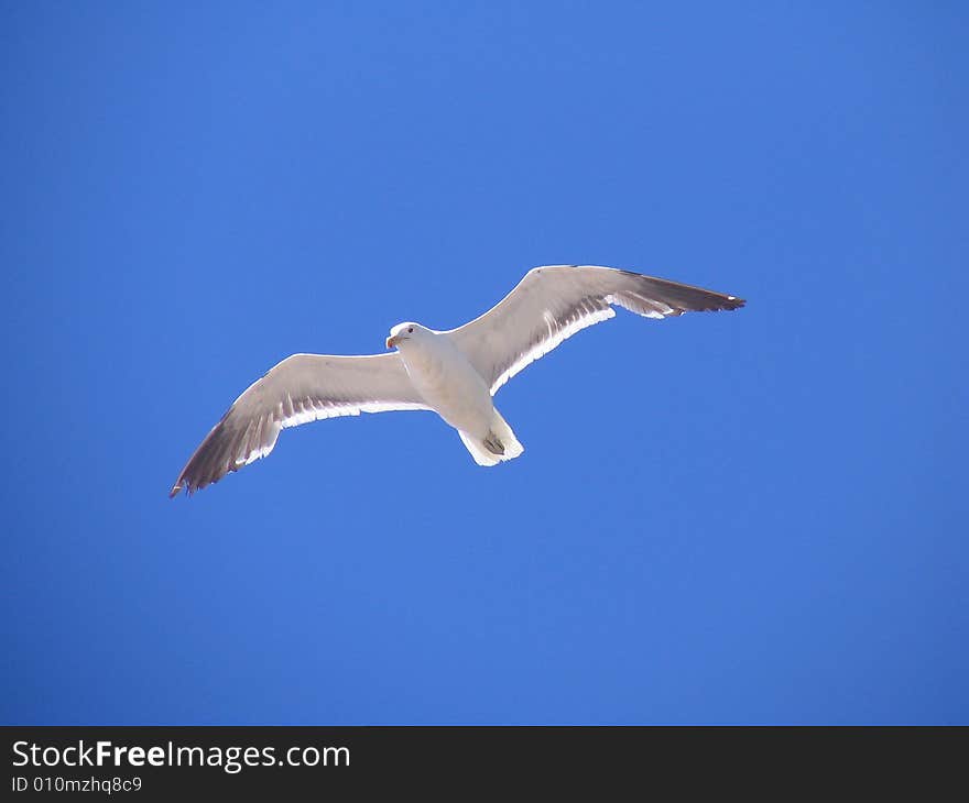 A seagull flying high on the sky of the beach.