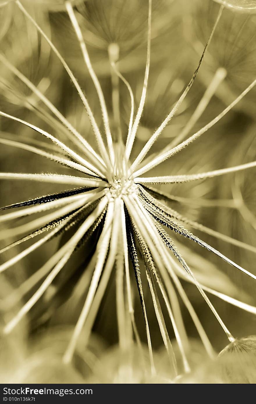 Close up shot of bright large dandelion