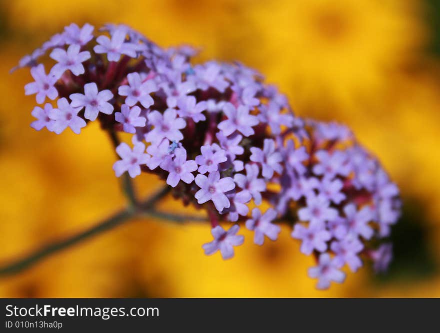 Group of little purple flowers with yellow flowers in the background. Group of little purple flowers with yellow flowers in the background