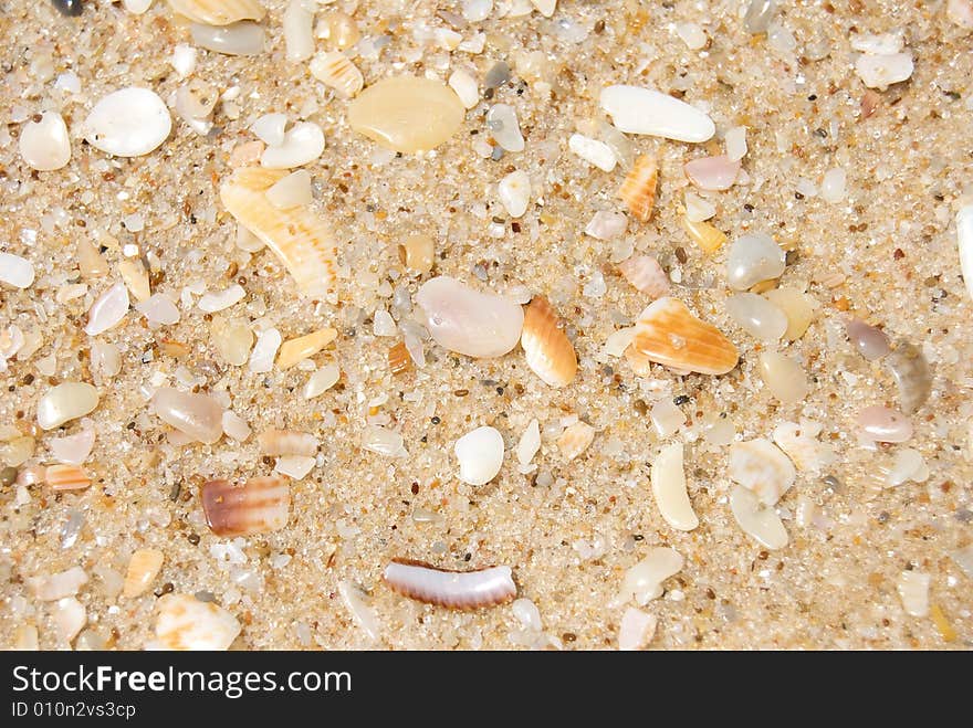 Sand and shells close up