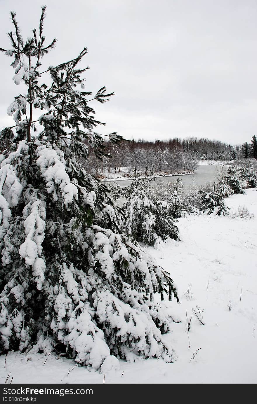 Winter Seasonal shot in the wilderness of Southwest Michigan.  Outside of Ludington.  Beautiful crisp fallen snow on the pine, with a fantastinc frozen over river that flows on forever. Winter Seasonal shot in the wilderness of Southwest Michigan.  Outside of Ludington.  Beautiful crisp fallen snow on the pine, with a fantastinc frozen over river that flows on forever.