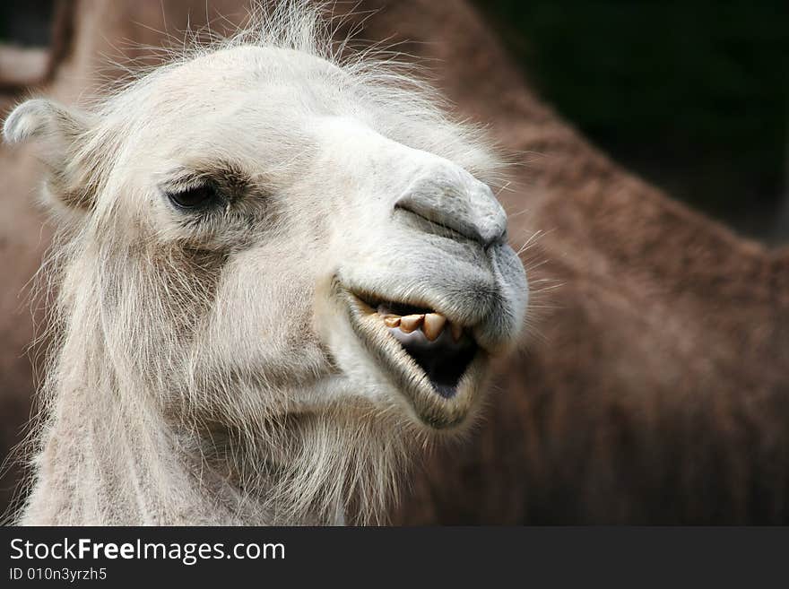 Camel portrait, in Tallinn zoo, Estonia