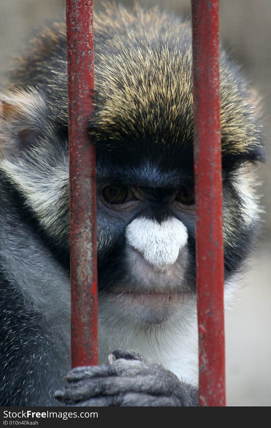 Small monkey in the cage