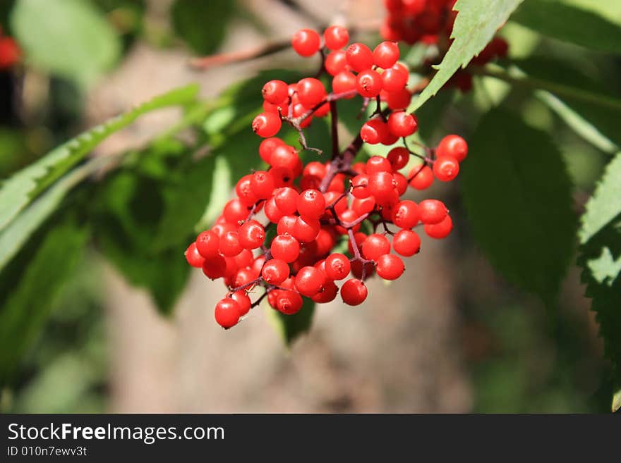 Forest berries in the woods. Forest berries in the woods