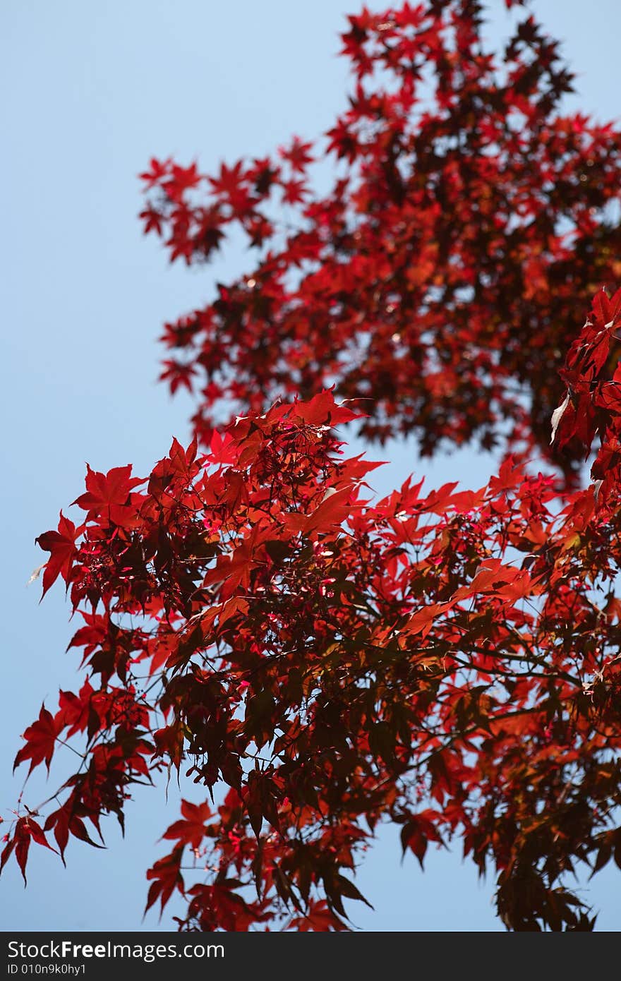 Autumn Tree