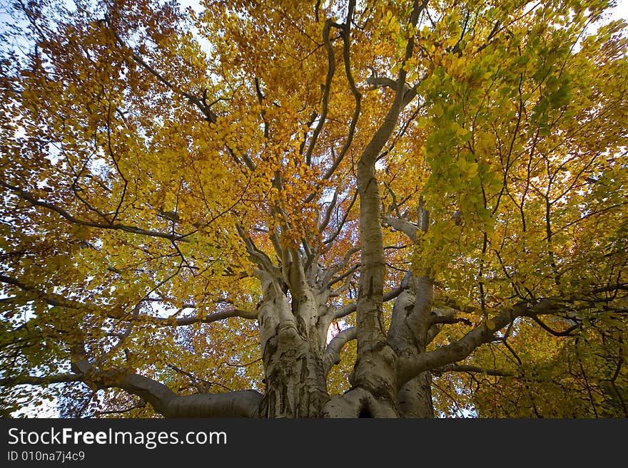 A autumnal tree with beautiful color. A autumnal tree with beautiful color