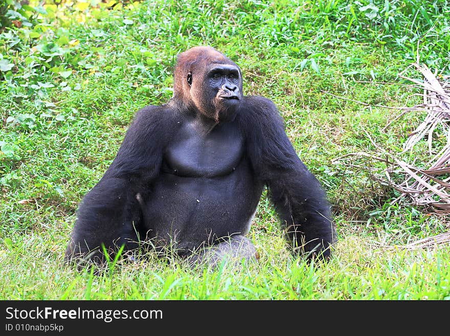 Young Male Silver Back Gorilla. Young Male Silver Back Gorilla