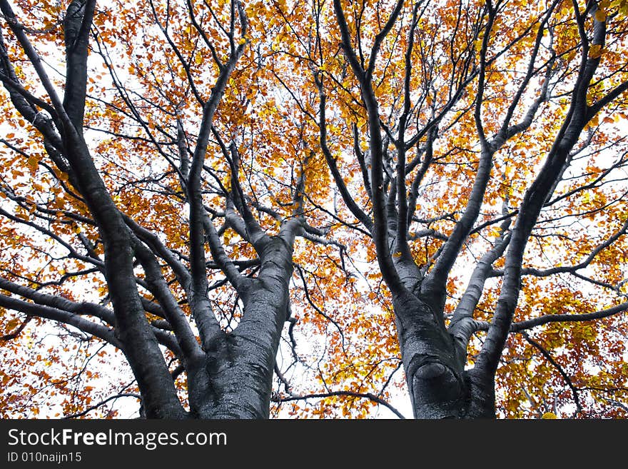 A autumnal tree with beautiful color. A autumnal tree with beautiful color