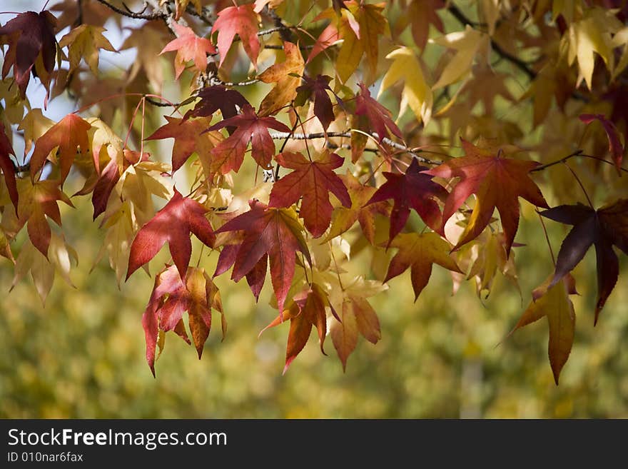 A autumnal tree with beautiful color. A autumnal tree with beautiful color