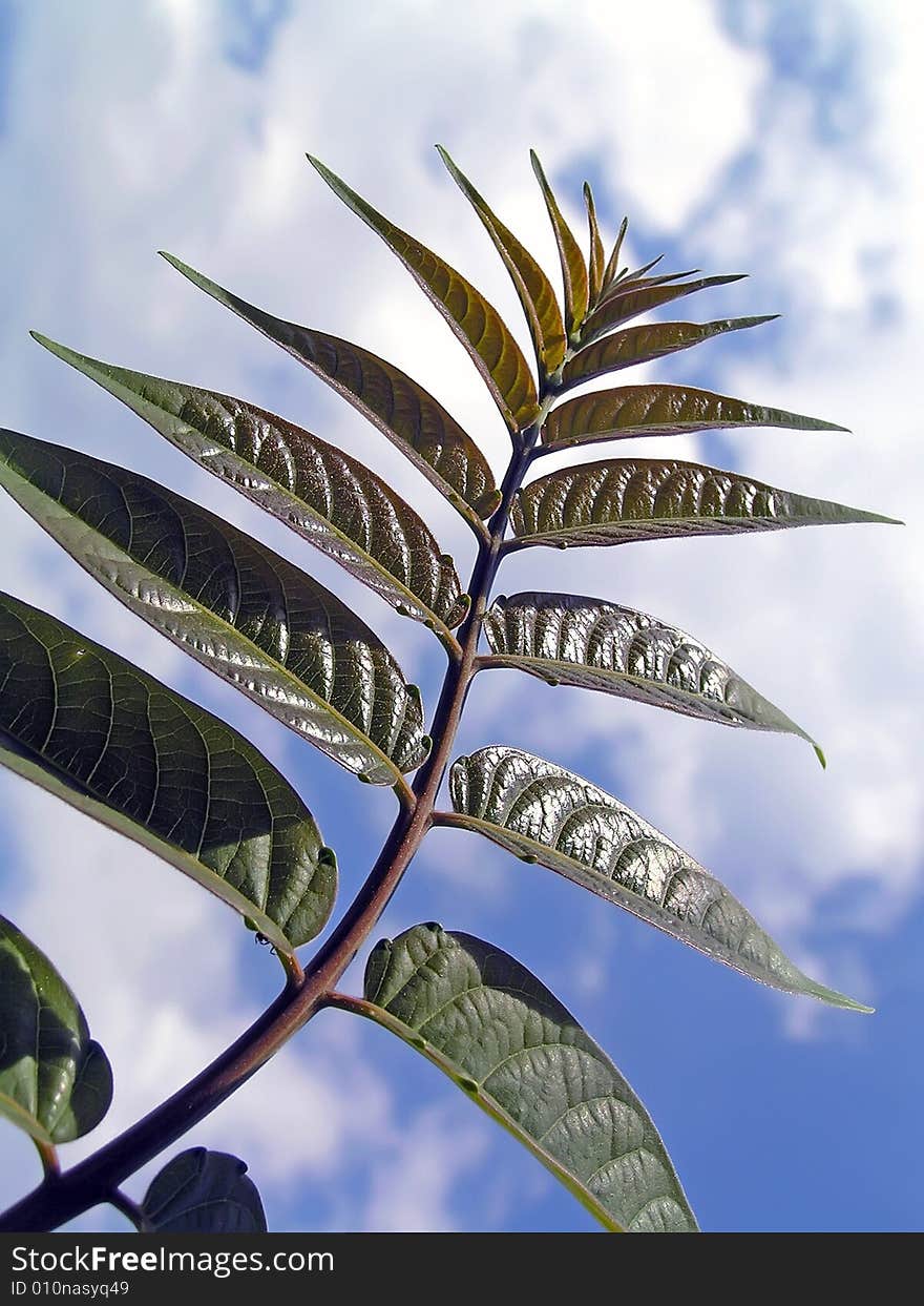 Young leaves on a background of the blue cloudy sky. Young leaves on a background of the blue cloudy sky.