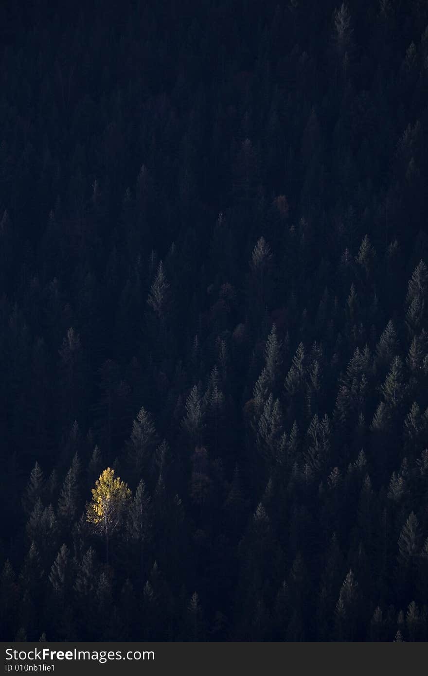 Shaft of sunlight on a tree. Shaft of sunlight on a tree