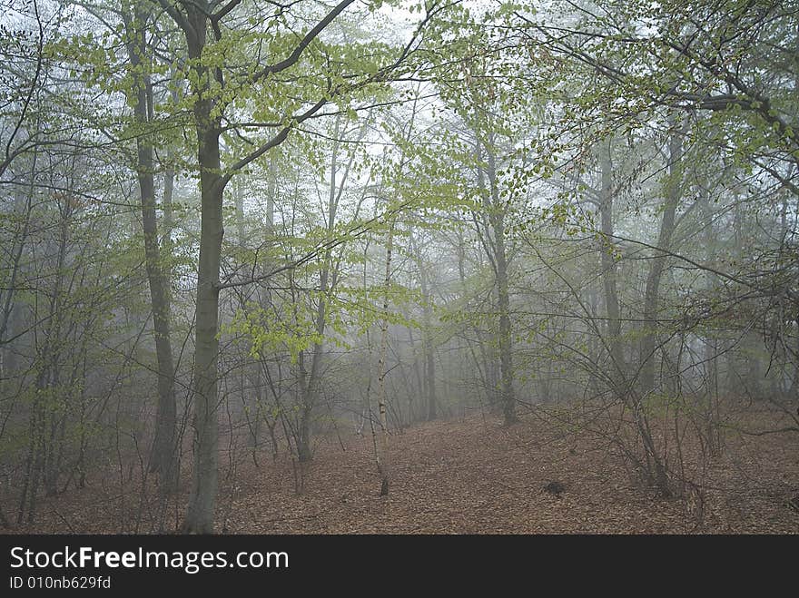 Inside a forest