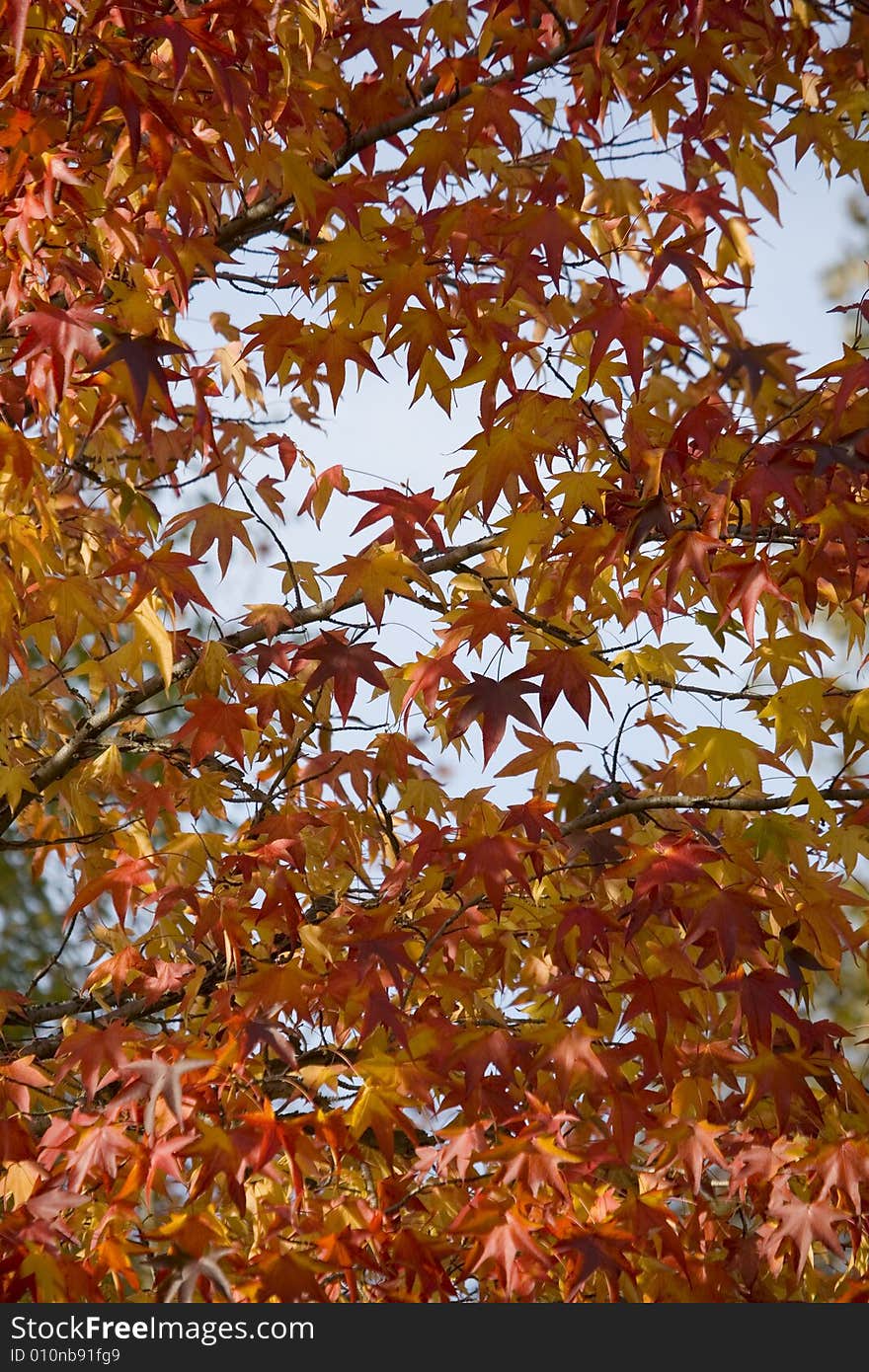 Autumn Tree