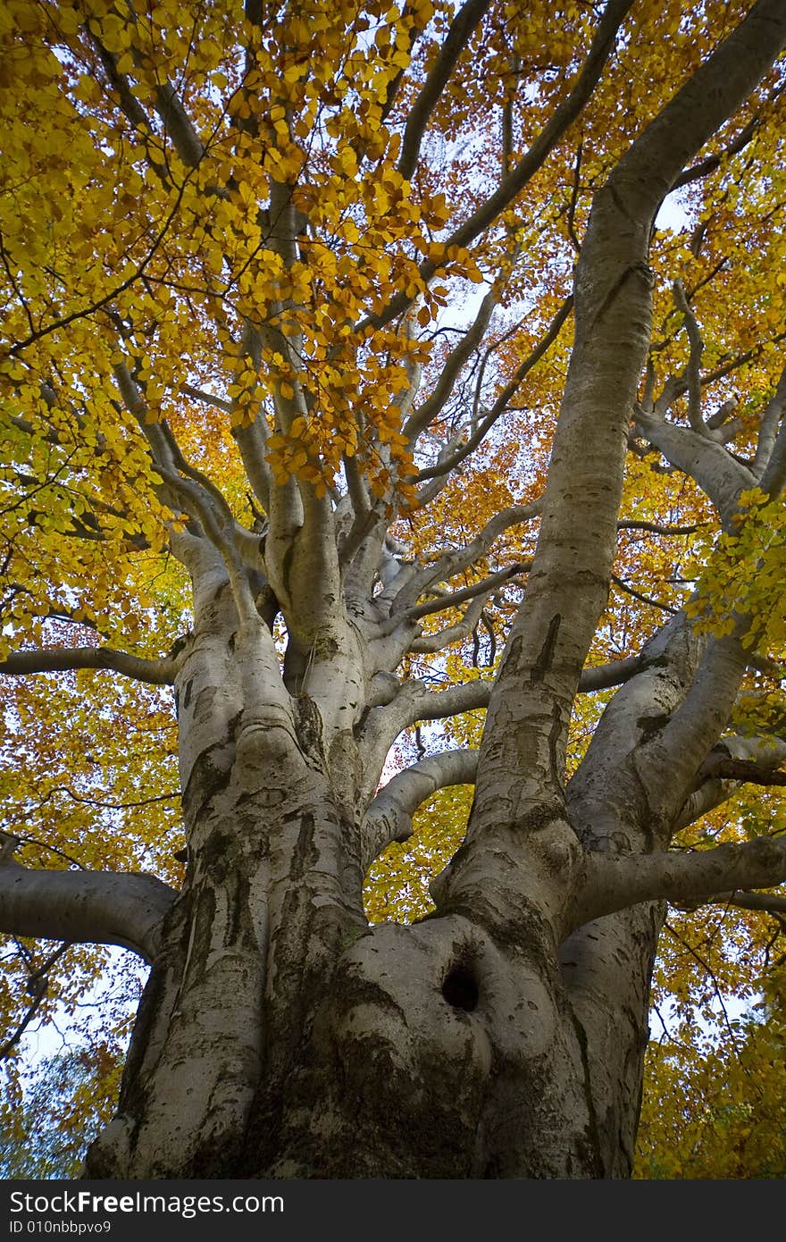 Autumn Tree