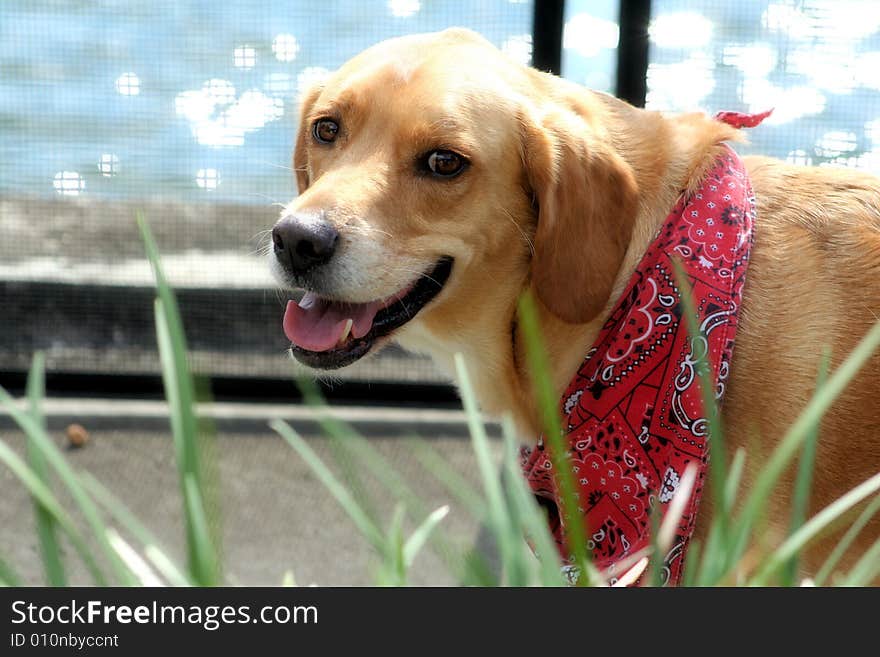 Photo of the family pet. Photo of the family pet