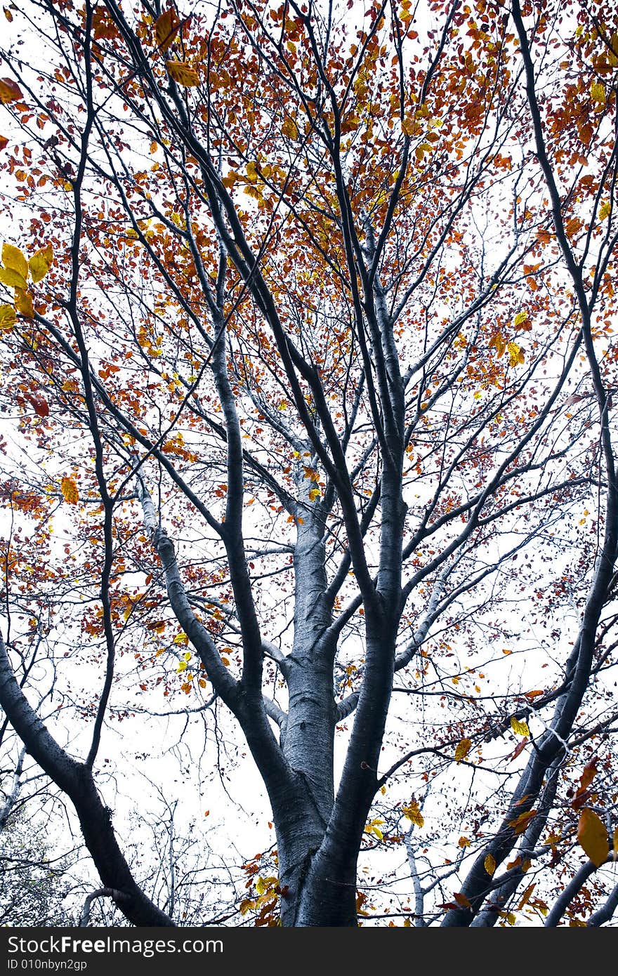 Autumn Tree