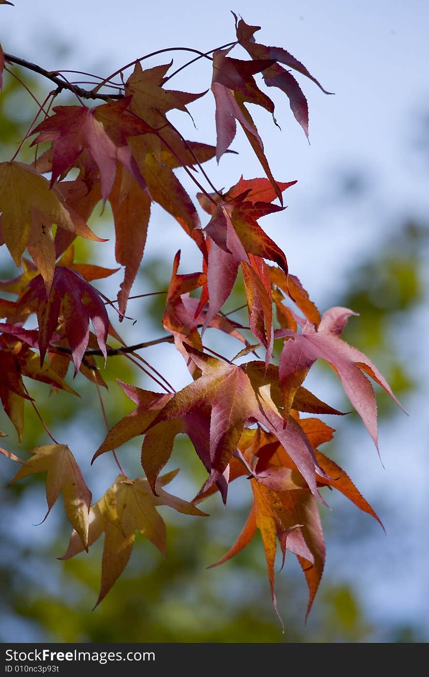 Autumn Tree