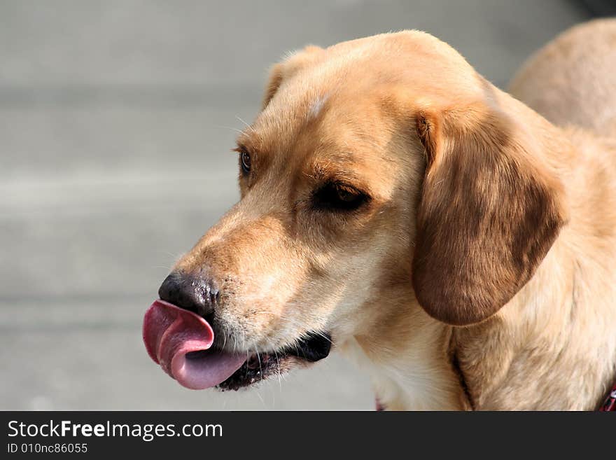 Photo of the family pet. Photo of the family pet