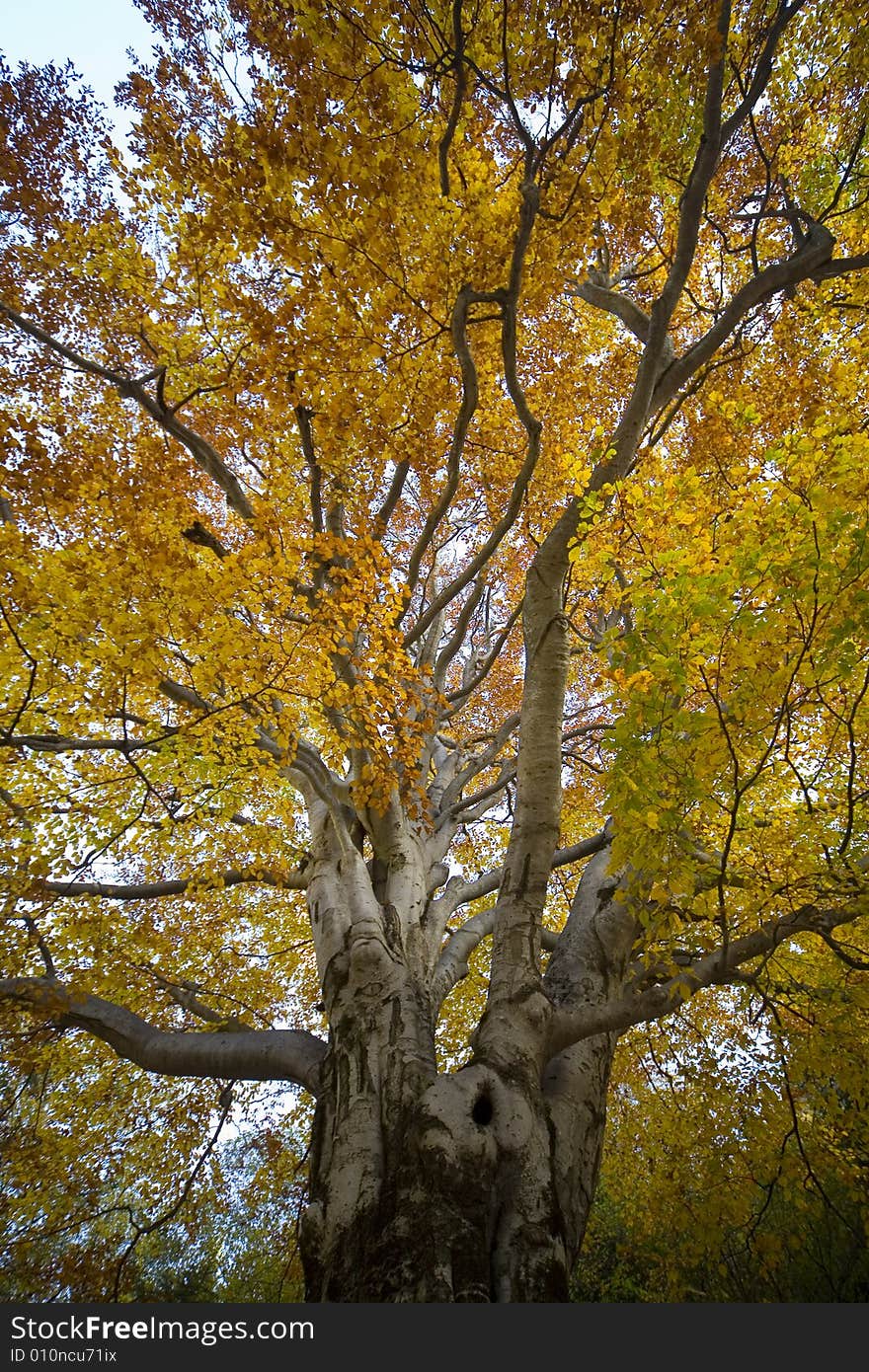 A autumnal tree with beautiful color. A autumnal tree with beautiful color