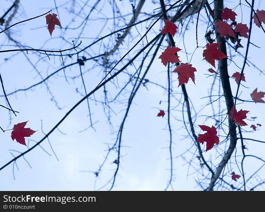 A autumnal tree with beautiful color. A autumnal tree with beautiful color