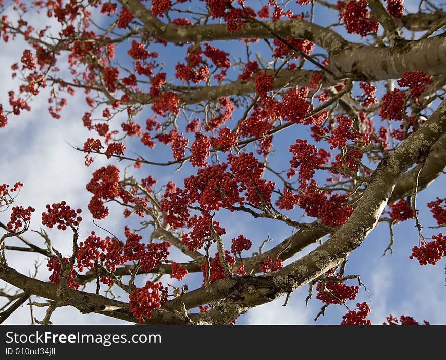 A autumnal tree with beautiful color. A autumnal tree with beautiful color