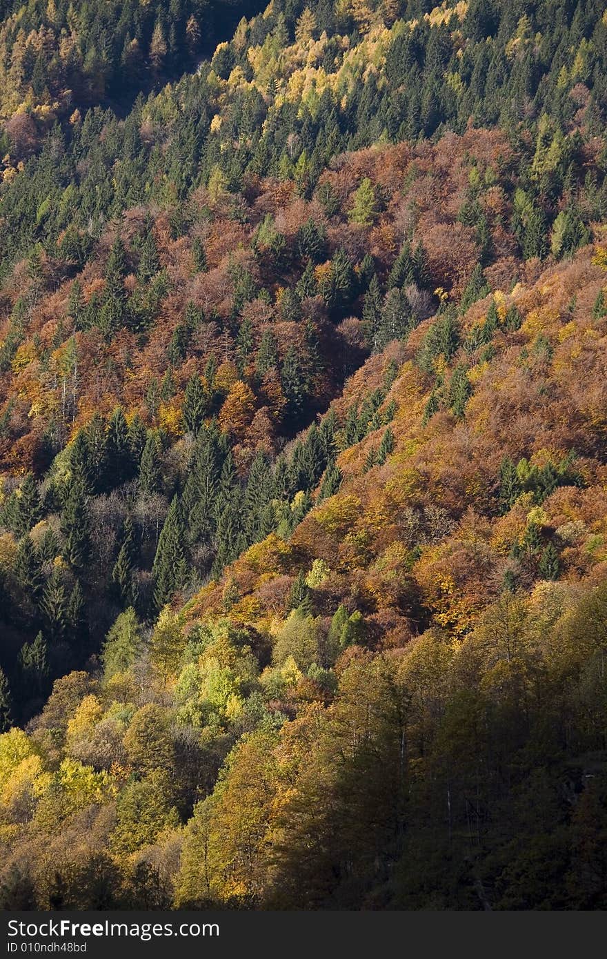 Fall mountains with colorful tree