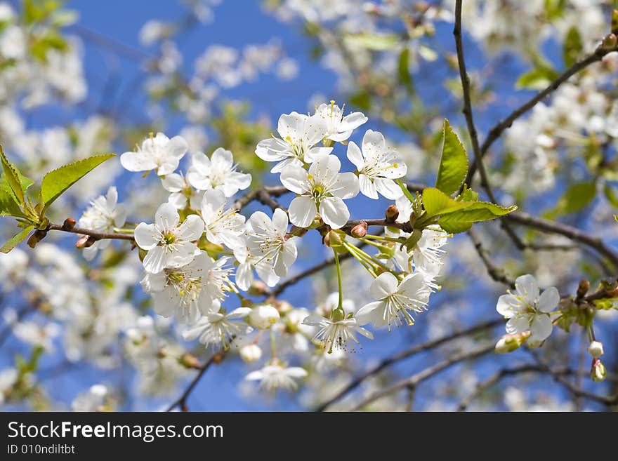 Cherry tree