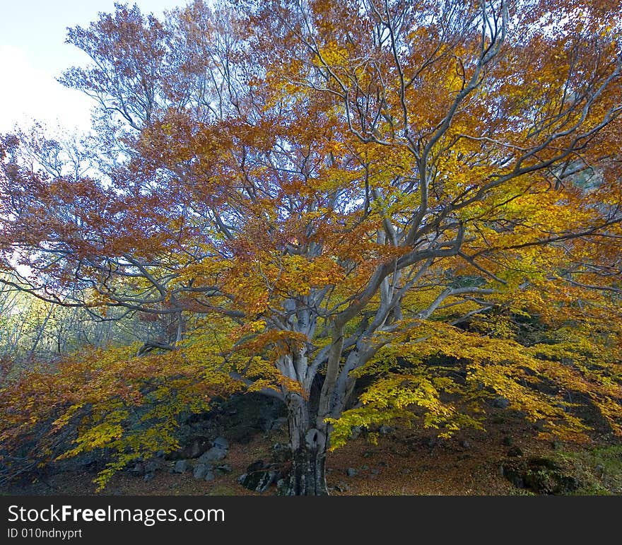 A autumnal tree with beautiful color. A autumnal tree with beautiful color