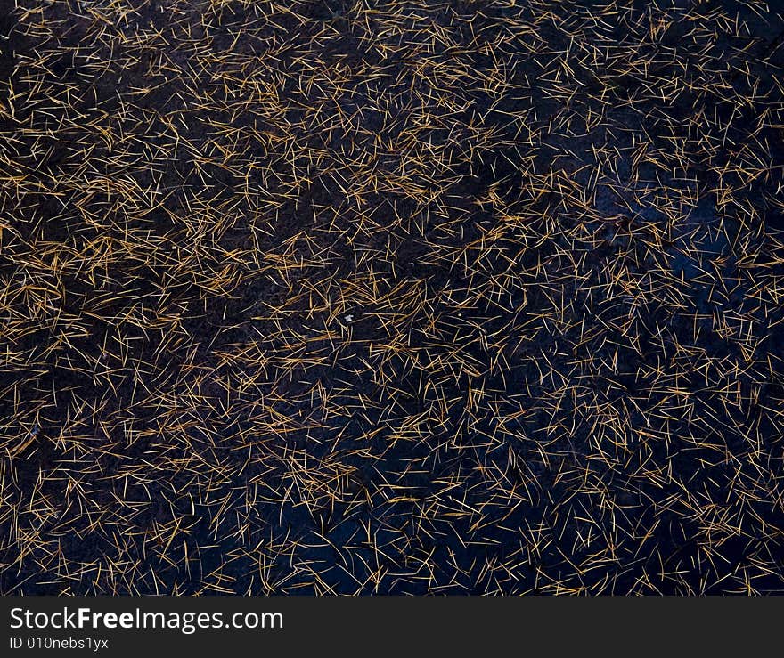 Pine needles texture