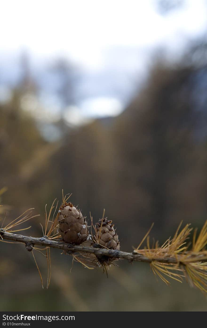 Conifer branch with some cones. Conifer branch with some cones