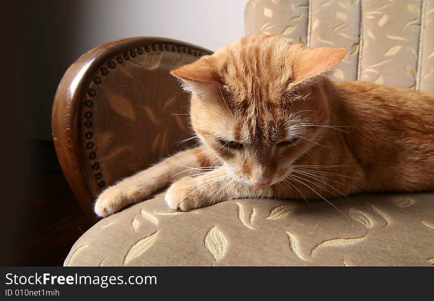 A young cat focus at something. A young cat focus at something