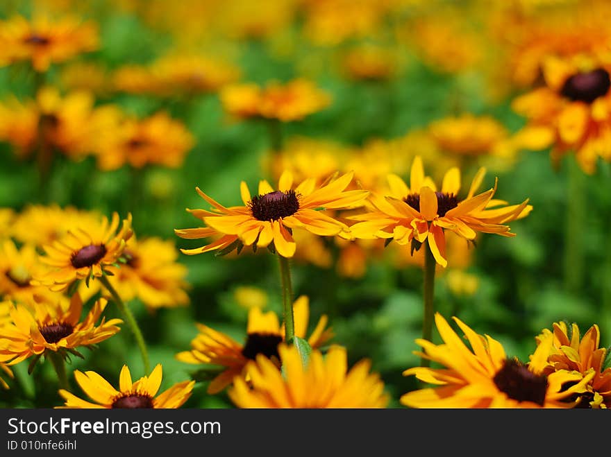 A lot of flowers in a park