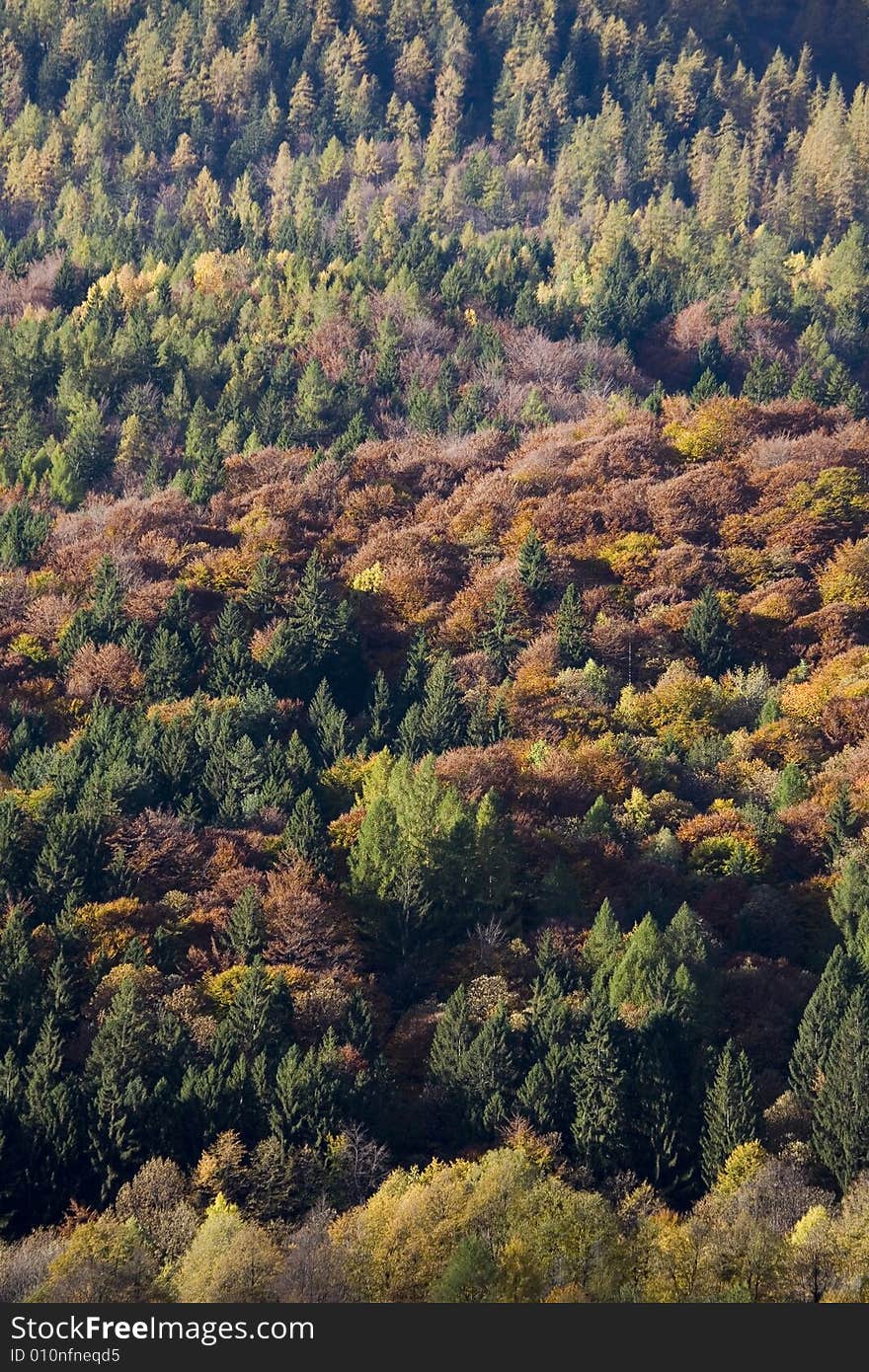 Fall mountains with colorful tree