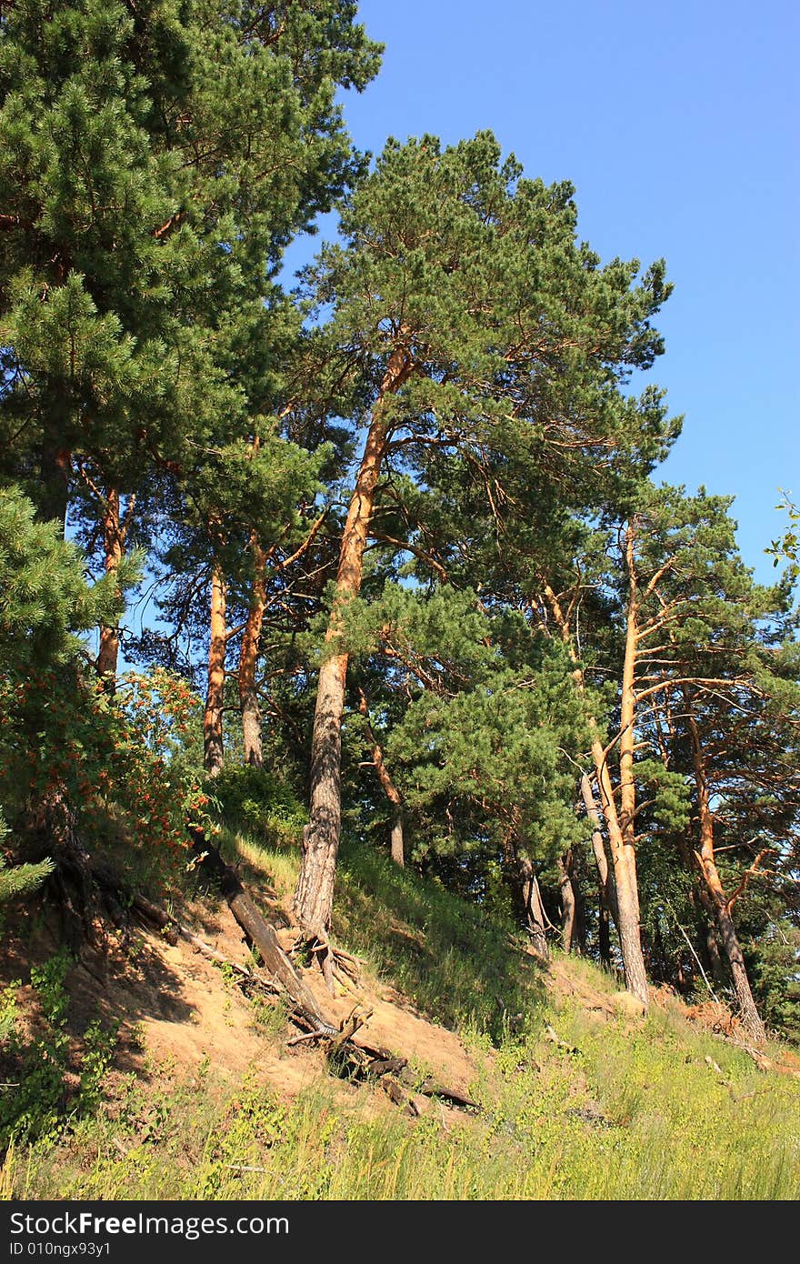 Summer coniferous forest in the sunlight. Summer coniferous forest in the sunlight.