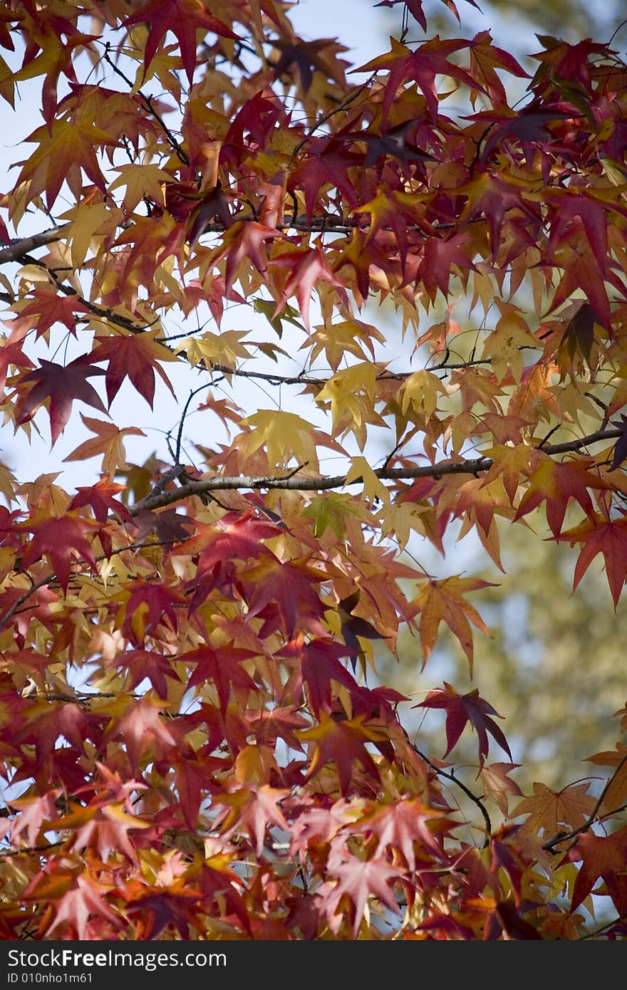 A autumnal tree with beautiful color. A autumnal tree with beautiful color