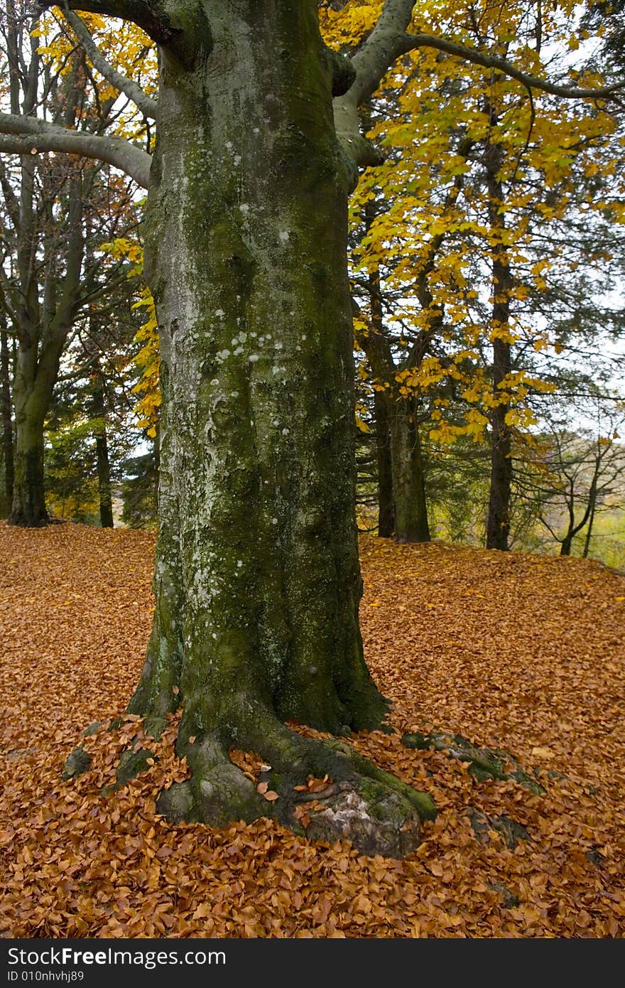 A autumnal tree with beautiful color. A autumnal tree with beautiful color