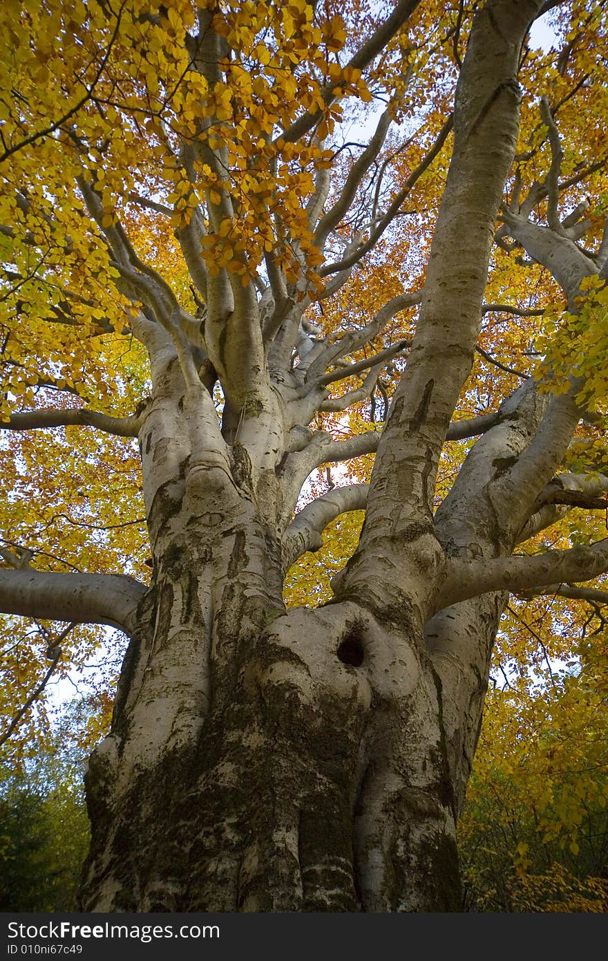 A autumnal tree with beautiful color. A autumnal tree with beautiful color