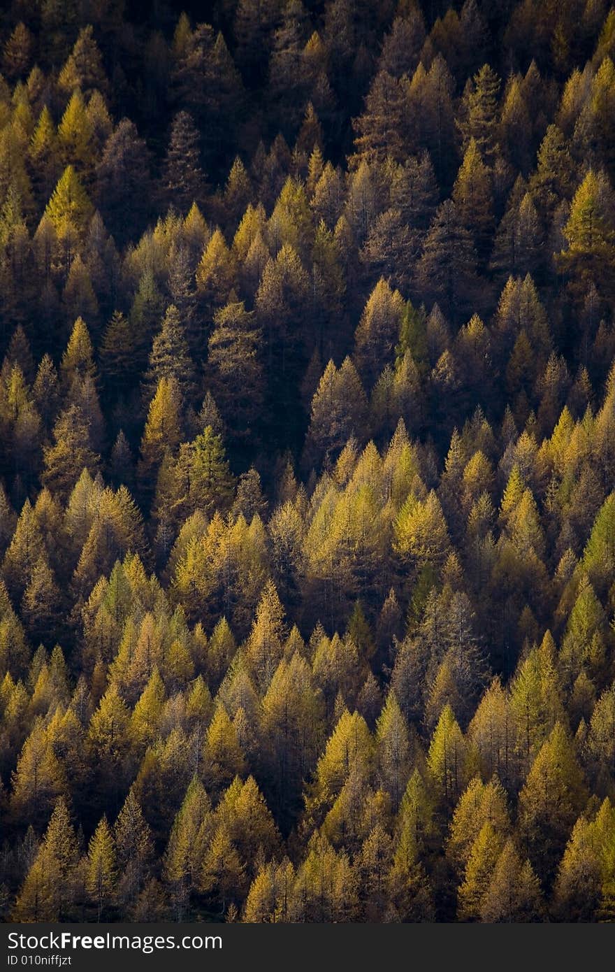 Fall mountains with colorful pine