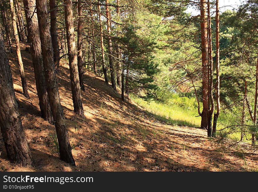 Summer coniferous forest in the sunlight. Summer coniferous forest in the sunlight.