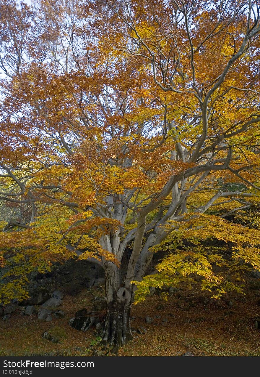 Autumnal trees with beautiful color. Autumnal trees with beautiful color