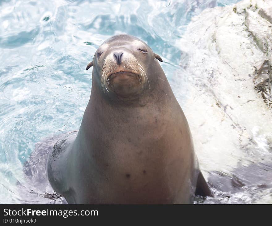 A very friendly little fellow that would pose over and over with the hopes that you had a fish for him. A very friendly little fellow that would pose over and over with the hopes that you had a fish for him