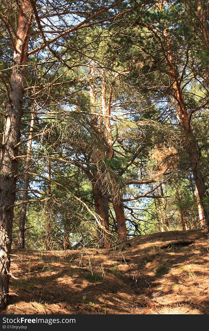 Summer coniferous forest in the sunlight. Summer coniferous forest in the sunlight.