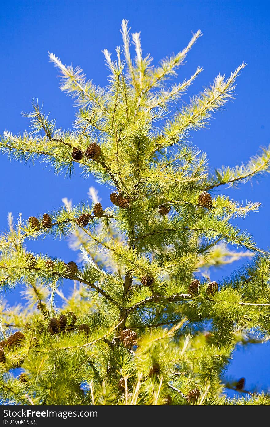 Pine branches with cones