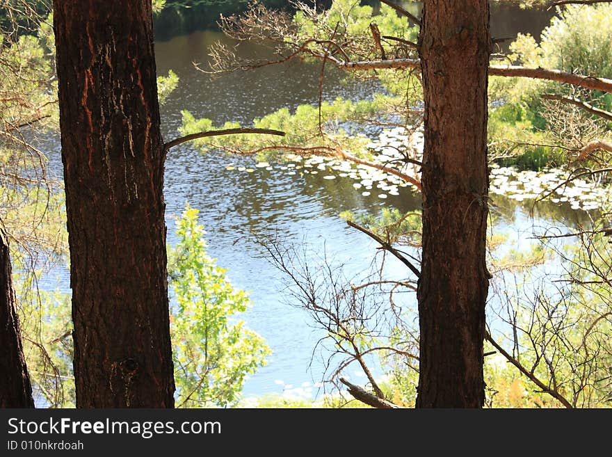 Summer coniferous forest in the sunlight. Summer coniferous forest in the sunlight.