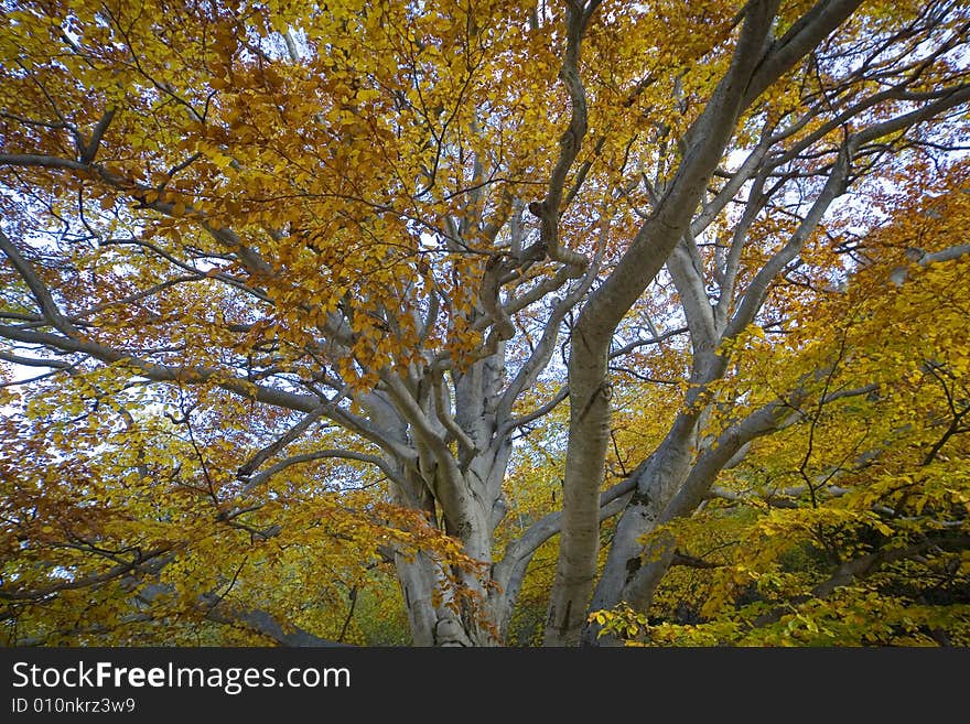 A autumnal tree with beautiful color. A autumnal tree with beautiful color