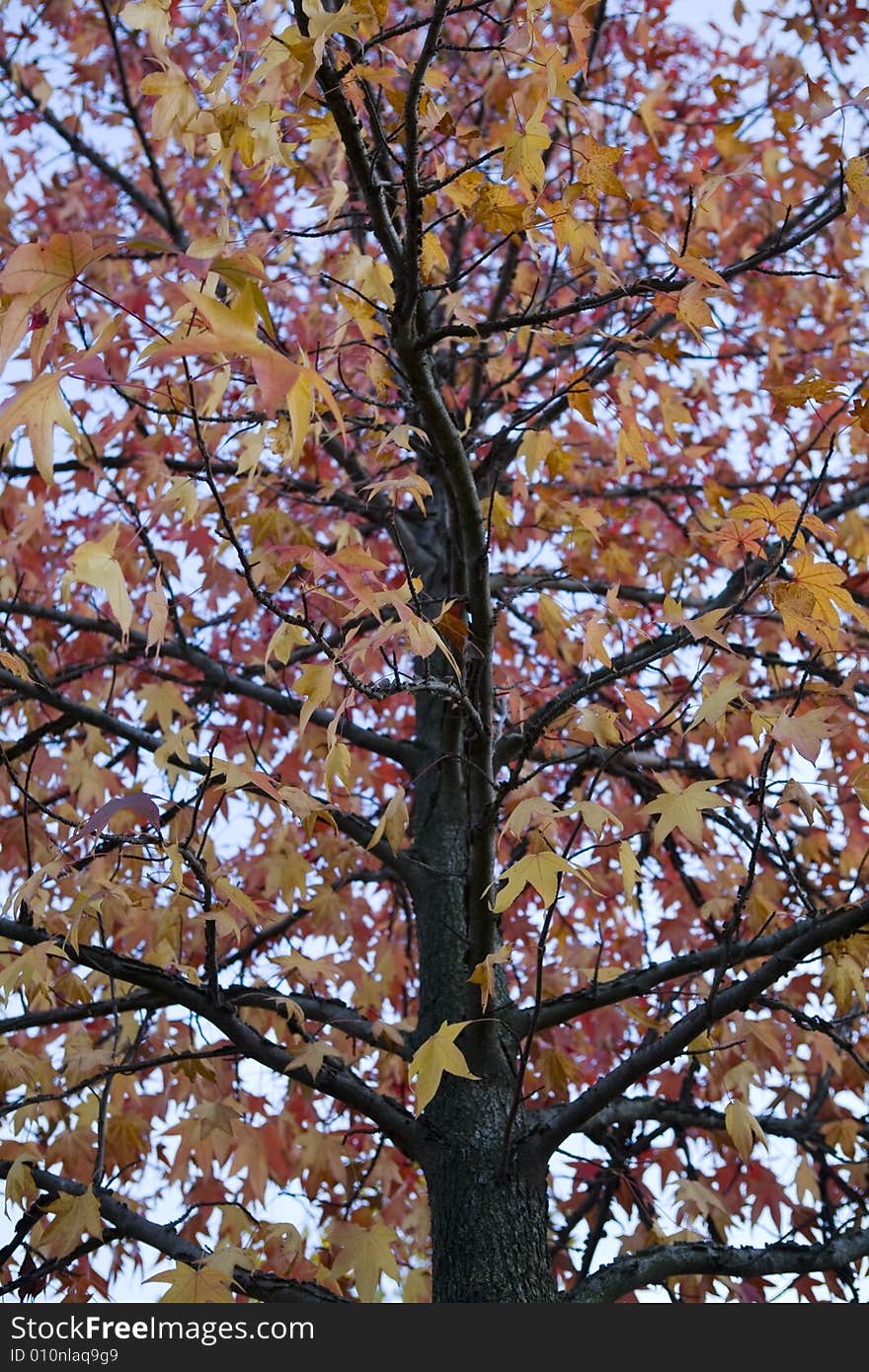 A autumnal tree with beautiful color. A autumnal tree with beautiful color