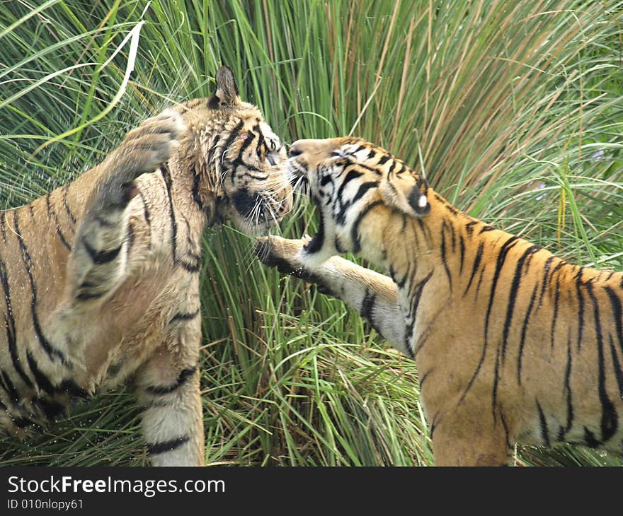 Tigers fighting