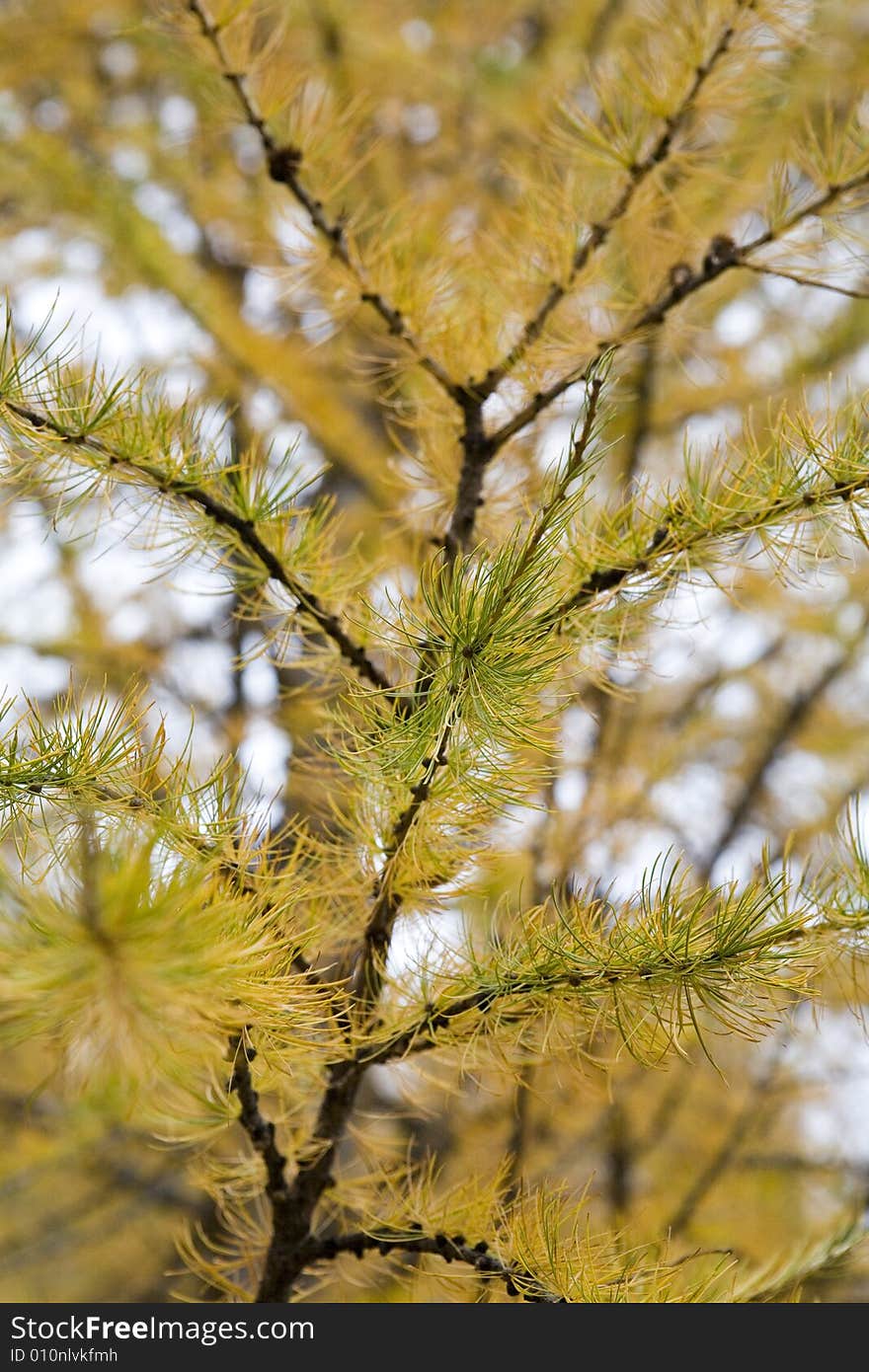 A autumnal tree with beautiful color. A autumnal tree with beautiful color