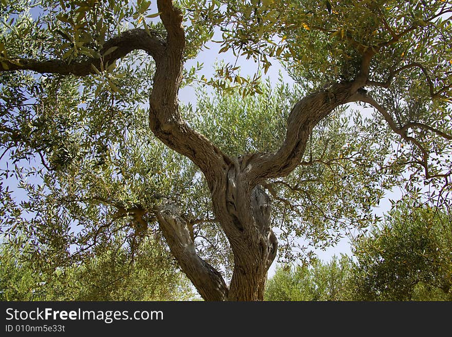 Some olive trees in summer